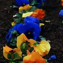 몸튼튼 맘튼튼 건강 숲 체험 | 잇몸 튼튼해지는 게 요즘 내 찐 관심사라고!