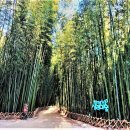 대숲 이미지