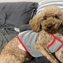 낭만왈왈이 이미지