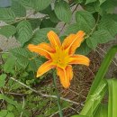 나비사주카페 이미지