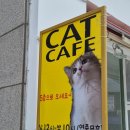 강남 고양이 카페 히히냥냥에서 힐링가득 냥천국 실내 데이트