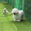 데이멍스 | 수원멍스스쿨 애견유치원 데이케어후기🐶