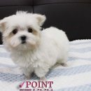 포인트독 이미지