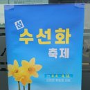 선도수선화 이미지