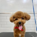 인물나개 이미지