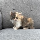 댕냥구리 강아지분양 고양이분양 구리본점 이미지