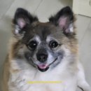슈퍼멍캣