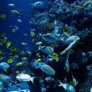 아쿠아리움 이미지