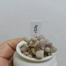 마녀의화원 이미지