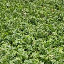 한백농장 이미지