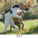 본젤라또 이미지