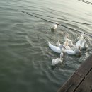 대동 낚시터 이미지