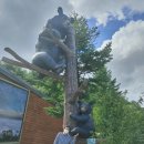 호랑이와 반달곰 이미지