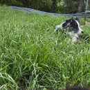 약산 흑염소 이미지