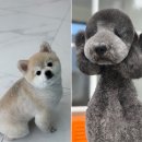 앙볼리펫살롱 | 별내강아지미용 남양주대형견미용 전문 앙볼리 펫살롱