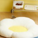 펫미인 이미지