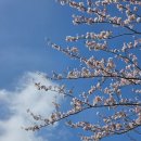 신풍리-2 | 2026년 3월 31일 제주도 벚꽃명소 녹산로벚꽃길 신풍리벚꽃터널 실시간 개화상태 만개상황 3월말 4월초