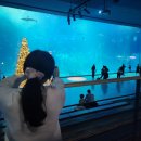 창·제작 공연 | 제주 아쿠아플라넷 후기｜공연시간·할인·관람동선 총정리 (성산일출봉 뷰까지!)