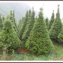 주목나무집 이미지