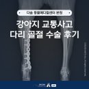 케이지메디칼 | 부산 동물병원 강아지 교통사고 다리 골절 수술 후기