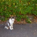 자원 오리성 이미지