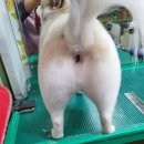궁댕이 애견미용실 이미지