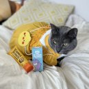 A0071 | 양치 초보 고양이도 편안하게 바르는 세이오앙 프로폴리스 고양이 치약과 고양이 칫솔