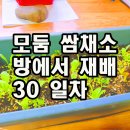 모둠 쌈채소 방에서 재배 30 일차 이미지