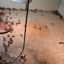 소매농장 | 청도꿩농장에서 꿩고기 소매로 구매했어요! 세월꿩농장 방문 후기 꿩농장