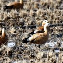 호곡리의 황오리(Ruddy Shelduck) 이미지