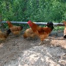 시골닭집 이미지