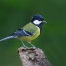 박새 [Great tit (Parus major)] 이미지