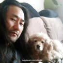 보듬 반려견미용실 | 강아지가 아픈거 같아요. 에 대한답변