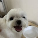 진이와보리의하루 이미지