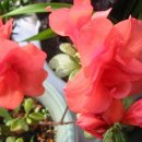 아젤리아 이미지