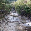 소나무와 계곡 캠핑장 이미지
