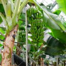 몽키바나나 이미지