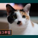 커들그루밍 네이버블로그