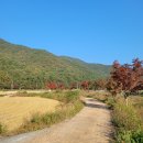 놀부오토 | 가을산책길 풍경좋은 남해 애견동반 놀부펜션 오토캠핑장 후기 풍경 친절 조용함 최고