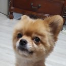 깐돌이 이미지