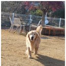 왕짱애견유치원 | 남양주에서 안심하고 맡긴 애견호텔, 애견카페왕 애견유치원 실제 방문 후기