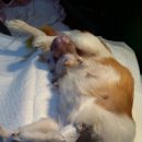 최광호동물병원 이미지