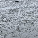 장항오토캠핑장 이미지