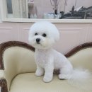 빛날개 이미지