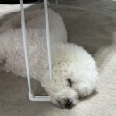 쉐프케이크