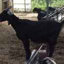 청안흑염소 농장 이미지