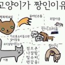 나만고양이없어 Daum카페
