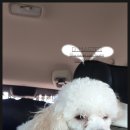 개 친절 펫택시 이미지