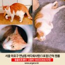 (고양이분실) 서울시 마포구 연남동 바다회사랑 근처에서 실종된 고양이를 찾습니다. 이미지
