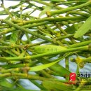 하늘건강원 - 용인시 기흥구 신갈로96번길 15-14 | 하늘건강원